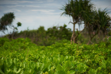 Fresh green tropical leaves as texture.