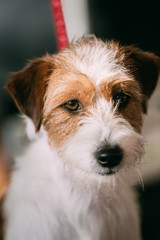Close up White and red Young Rough Coated Jack Russell Terrier D