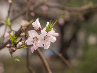 桜