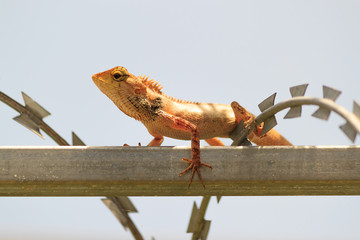 tropical Garden Fence Lizard, Calotes versicolor, resting on a metal fence