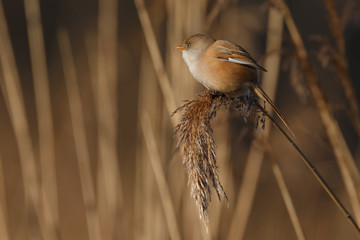 The bearded reedling (Panurus biarmicus)