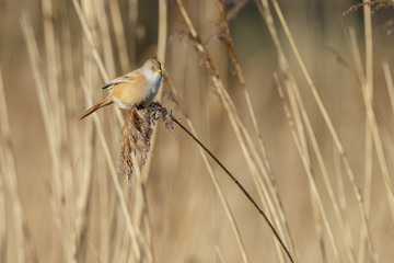 The bearded reedling (Panurus biarmicus)