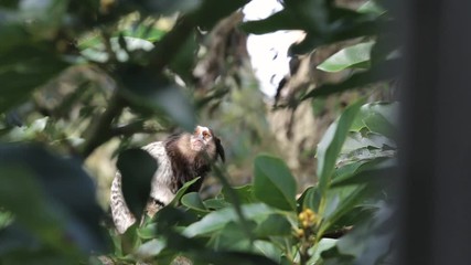 Marmoset monkey sitting on a tree branch
