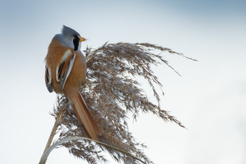 The bearded reedling (Panurus biarmicus)