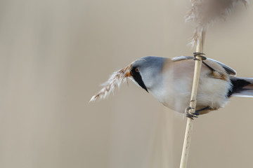 The bearded reedling (Panurus biarmicus)
