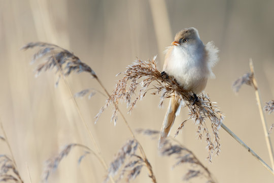 The bearded reedling (Panurus biarmicus)