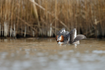 Great Crested Grebe, waterbird (Podiceps cristatus) in mating season