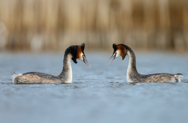 Great Crested Grebe, waterbird (Podiceps cristatus) in mating season