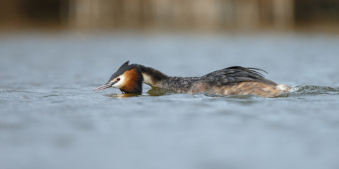Great Crested Grebe, waterbird (Podiceps cristatus) in mating season