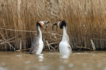 Great Crested Grebe, waterbird (Podiceps cristatus) in mating season