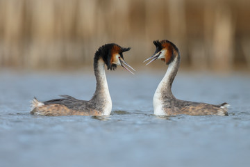 Great Crested Grebe, waterbird (Podiceps cristatus) in mating season
