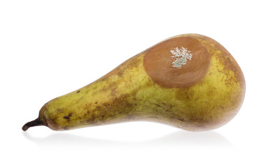 Close up of a pear with white area of fungus growing on it