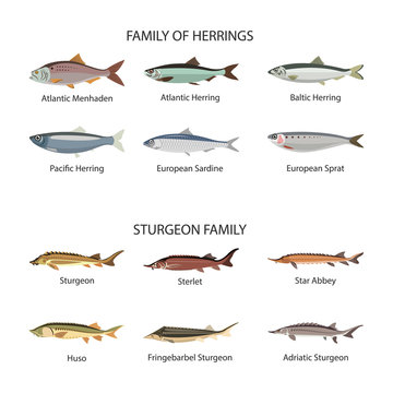 Fish vector set in flat style design. Herrings and sturgeon fishes. Ocean, sea, river fishes icons collection.
