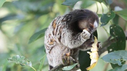 Marmoset monkey pealing and eating a banana on a tree branch