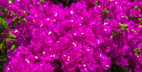 Obraz premium Bougainville.