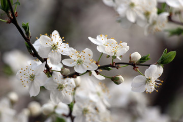 Obraz premium Spring blossoming tree. Blossom cherry, apple-tree, apricot