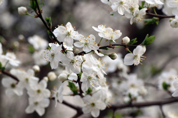 Spring blossoming tree. Blossom cherry, apple-tree, apricot