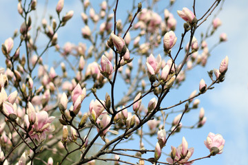 Pink magnolia flowers. Magnolia blossom