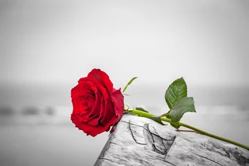 Photo sur Aluminium Roses Red rose on the beach. Color against black and white. Love, romance, melancholy concepts.