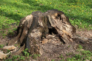 Old wooden stump. Spring forest