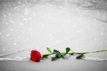 Fototapeta premium Waves washing away a red rose from the beach. Color against black and white. Love