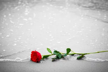 Crédence de cuisine en verre imprimé Roses Vagues emportant une rose rouge de la plage. Couleur contre noir et blanc. Amour