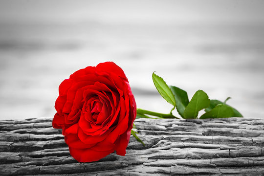 Red rose on the beach. Color against black and white. Love, romance, melancholy concepts.
