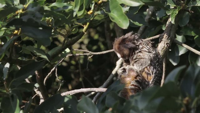 Marmoset monkey cleaning another monkey on a tree branch