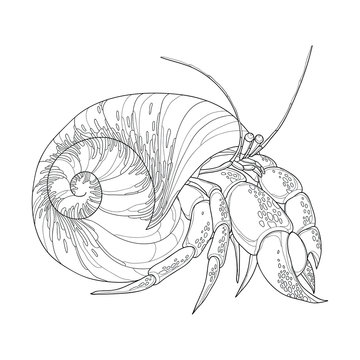 Vector illustration of Hermit Crab in the round gastropod shell isolated on white background. Underwater crustacean in contour style for coloring book.