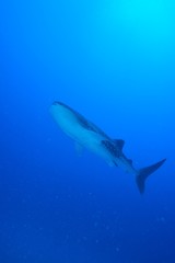 Obraz na płótnie Canvas whale shark