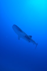whale shark