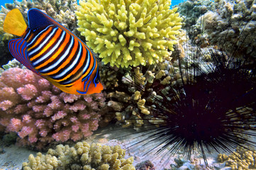 Naklejka premium Spiny black urchins on a corals 