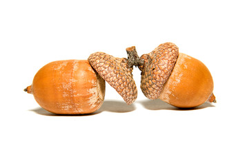 Two  brown acorns  with hats on over white