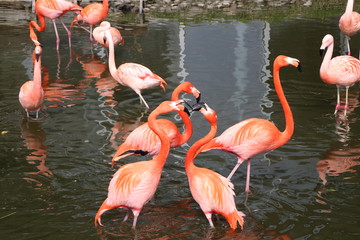 Ein Flamingoteich