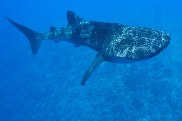 Naklejka premium Rekin wielorybi
