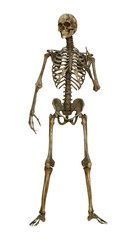 3D Illustration Human Skeleton on White