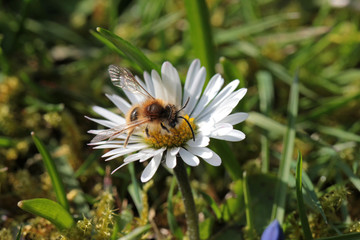 Wildbiene auf einem Gänseblümchen