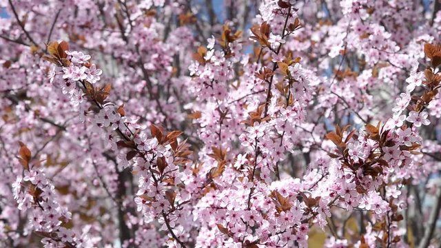 Cherry blossoms tree, in spring season