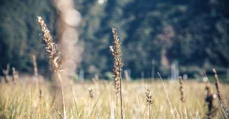Spikes in a meadow over nature background