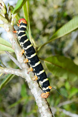 Yellow and black caterpillar