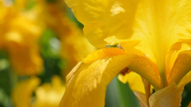 Beautiful yellow Iris pseudacorus flower details in the garden 4K 3840X2160 30fps UltraHD footage - Iris plant beautiful bud details natural background close-up 4K 2160p UHD video 