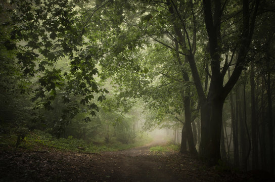 Fototapeta dark green woods path