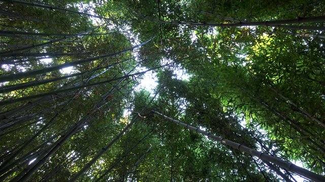 Giant bamboo in the wind.