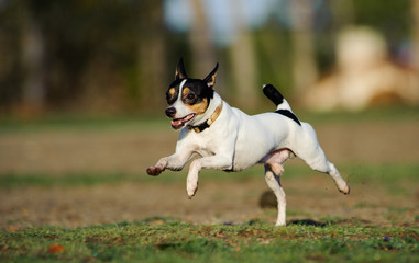 Toy Fox Terrier running happily across grass field 