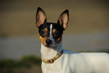 Portrait of Toy Fox Terrier dog