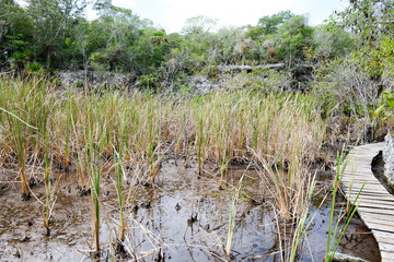 Landscape at the vegetation near a cenote at Giron