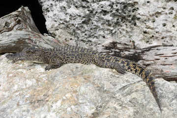 Crocodile on a rock at Giron