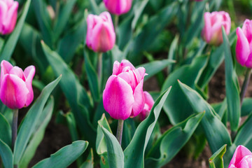 Розовый тюльпан