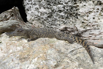 Crocodile on a rock at Giron