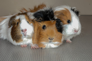 La consultation v&eacute;t&eacute;rinaire pour les hamsters, nacs, cochon d'inde,  est tr&egrave;s importante pour la sant&eacute; de cet animal de compagnie.